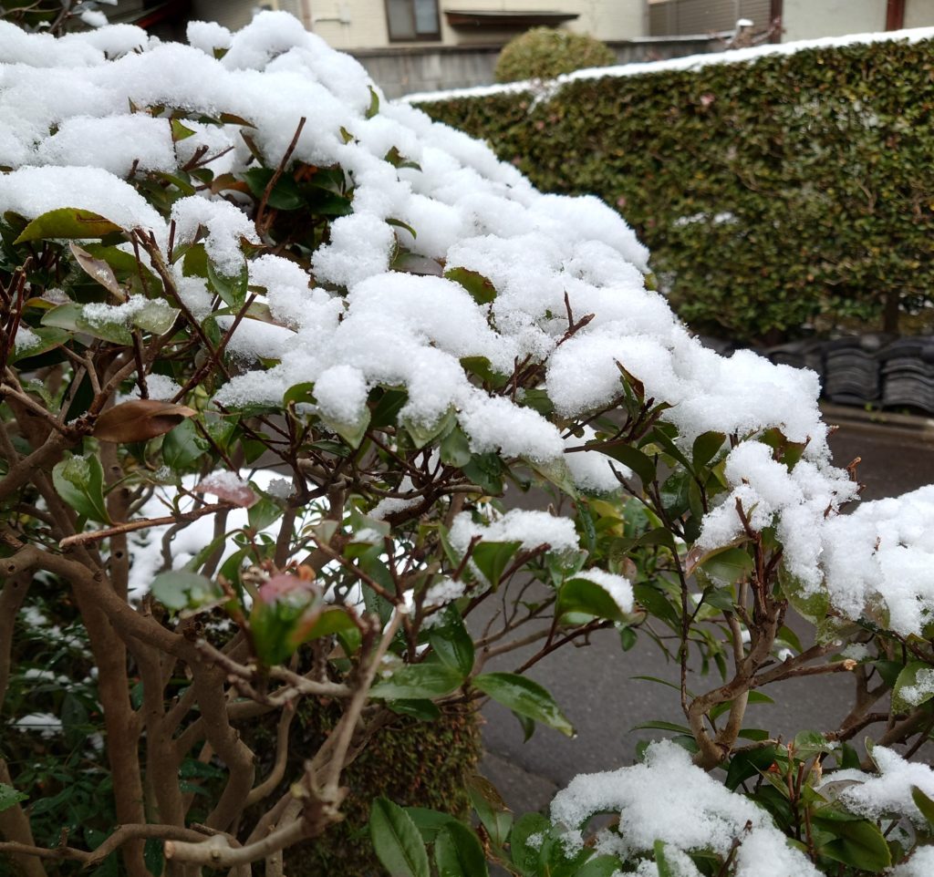 京都　雪持ち　今小路 あま宮 　如月の風景
