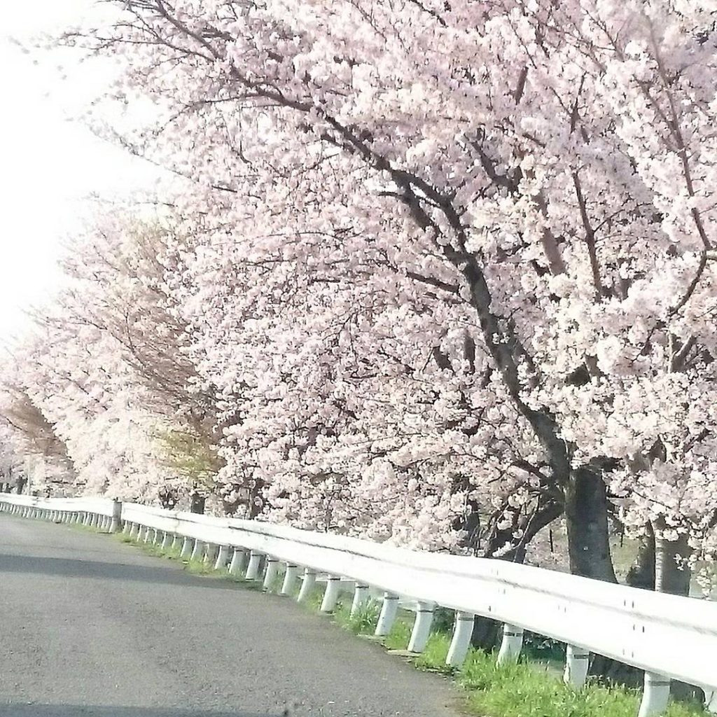 京都　高野川　桜2017