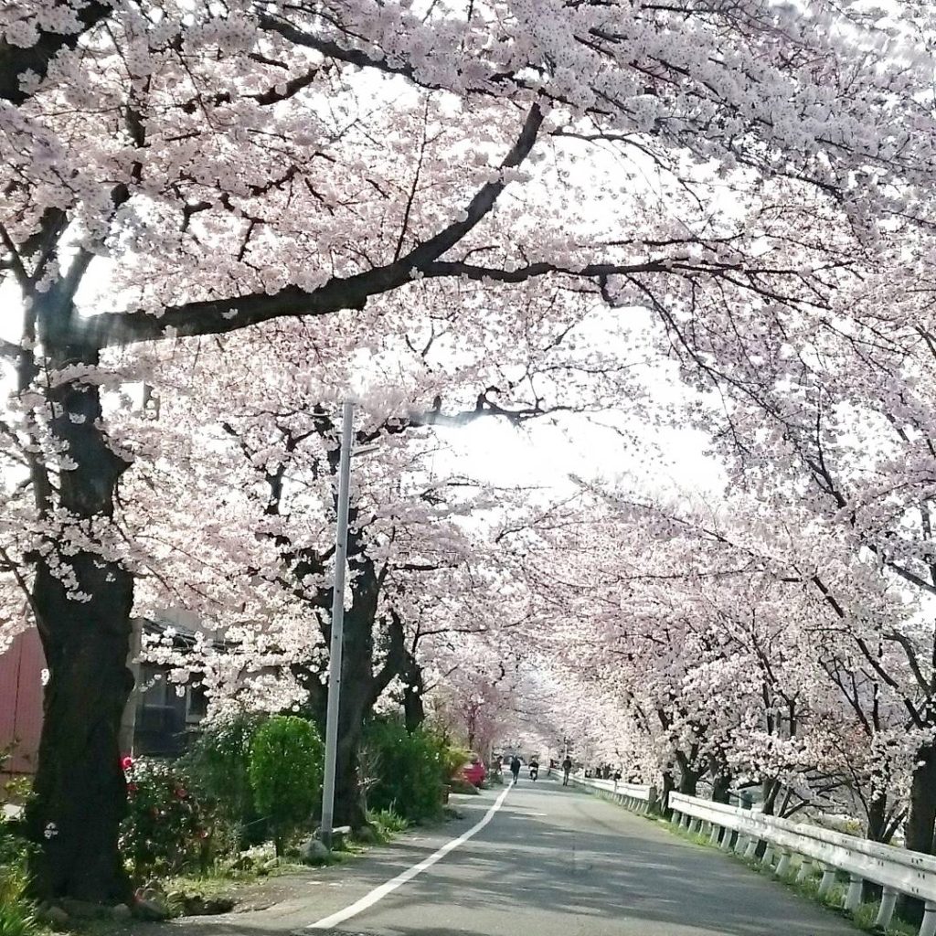 京都　高野川　桜2017