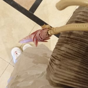 雨の日のキモノ　あま宮