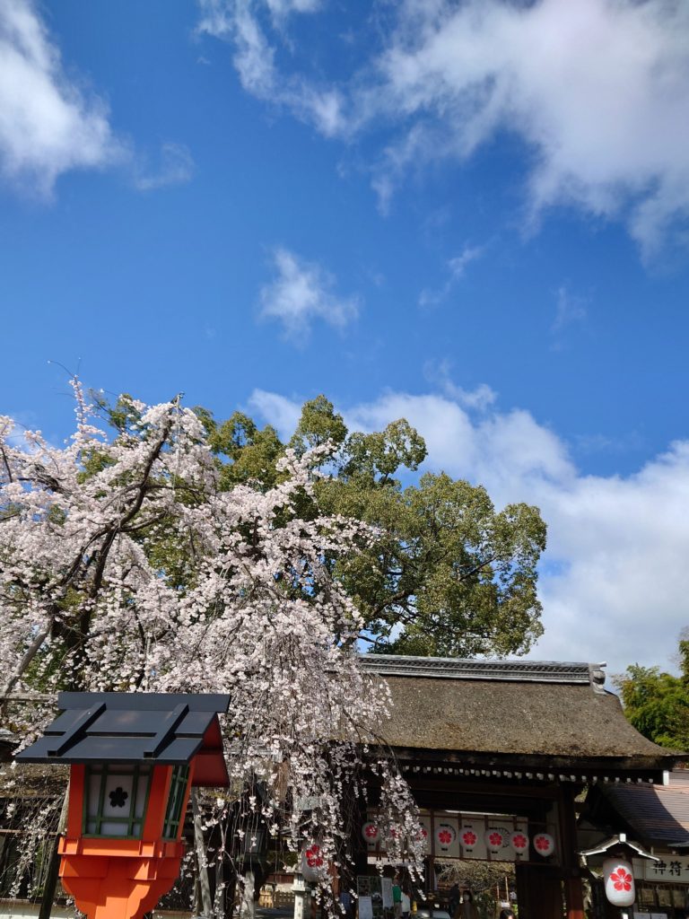 京都　桜　平野神社　2022年3月27日　今小路 あま宮