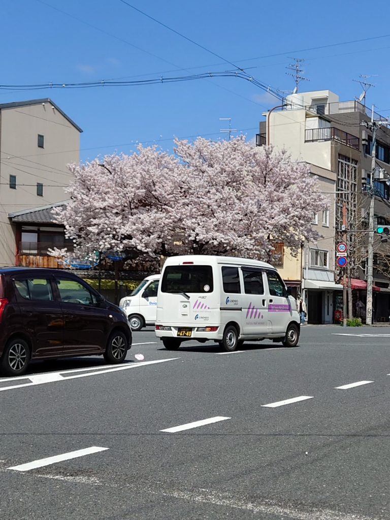 京都　桜　交差点の桜　20220404
