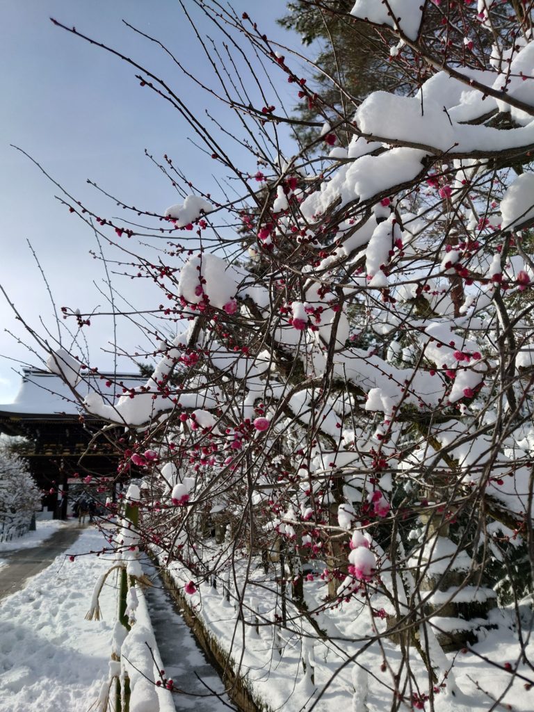 京都　雪景色　北野天満宮　2023年1月25日