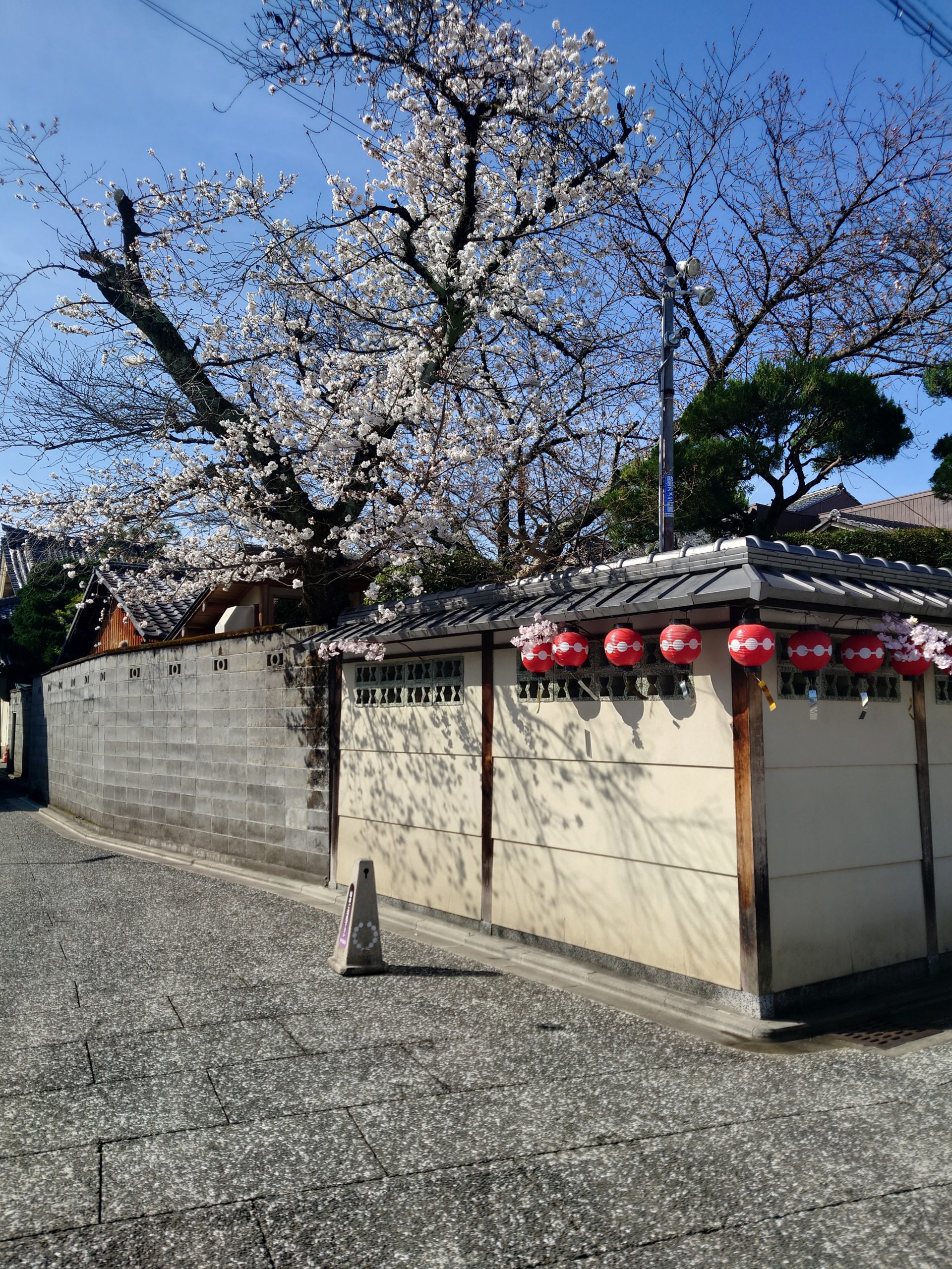 上七軒歌舞練場 2023年3月22日 今小路 あま宮 通勤道 京都 京都の桜