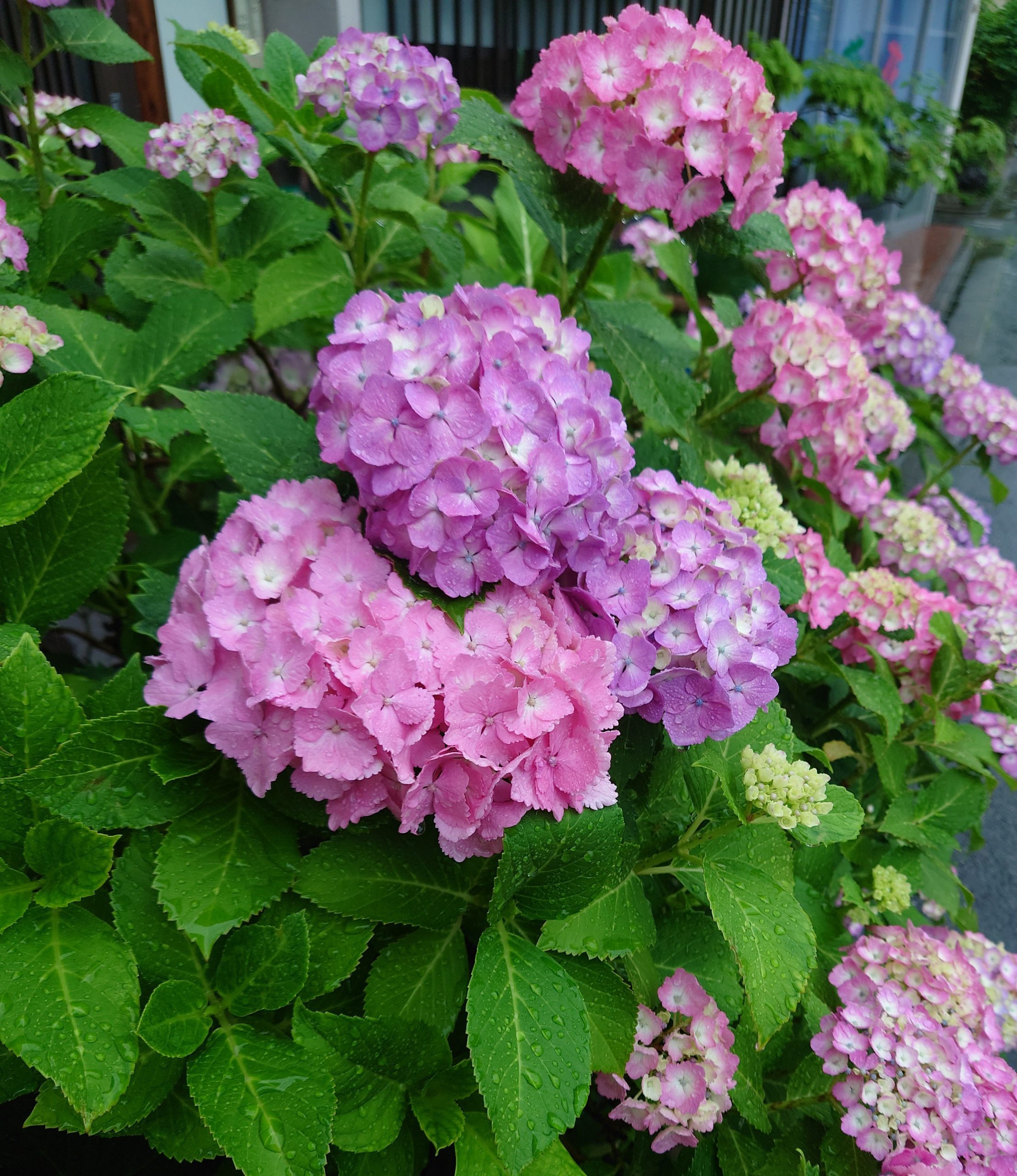 京都 紫陽花 水無月 ご近所の紫陽花 今小路 あま宮