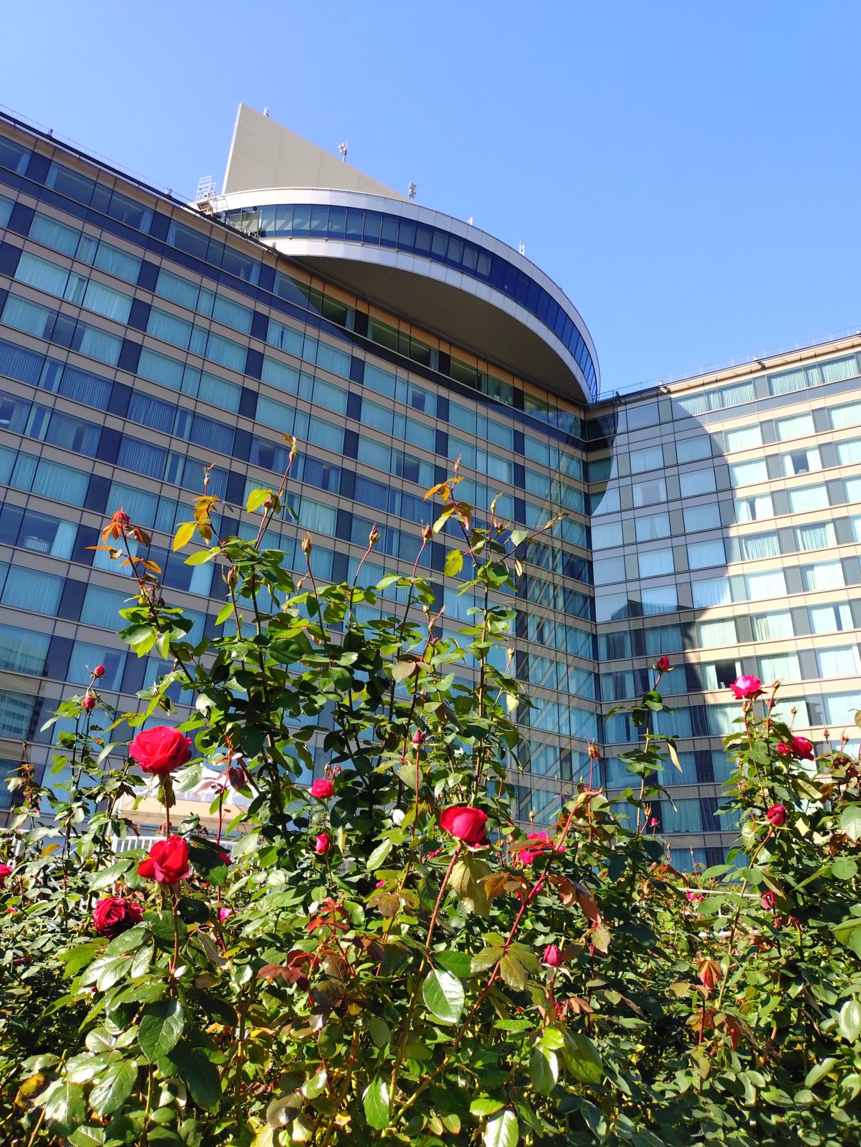 ホテルニューオータニ　レッドローズガーデン　20251110　mini會　今小路 あま宮