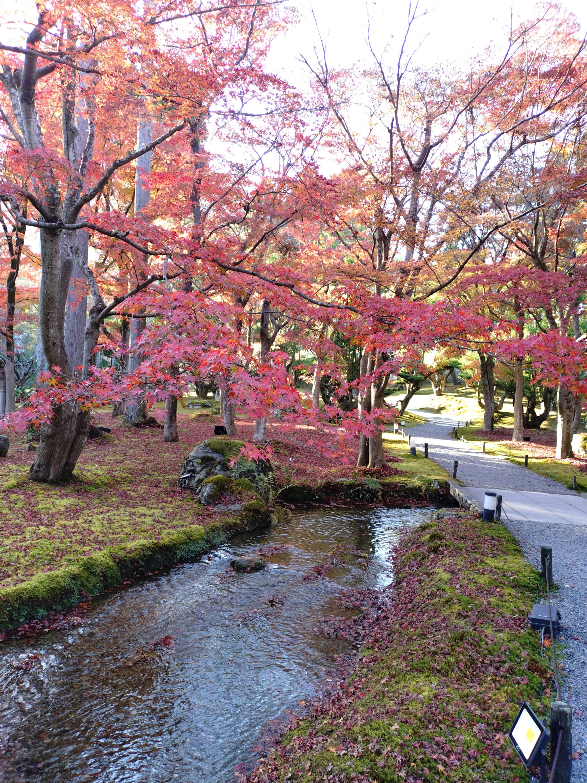 京都 紅葉 しょうざんリゾート 2025年11月30日 今小路 あま宮