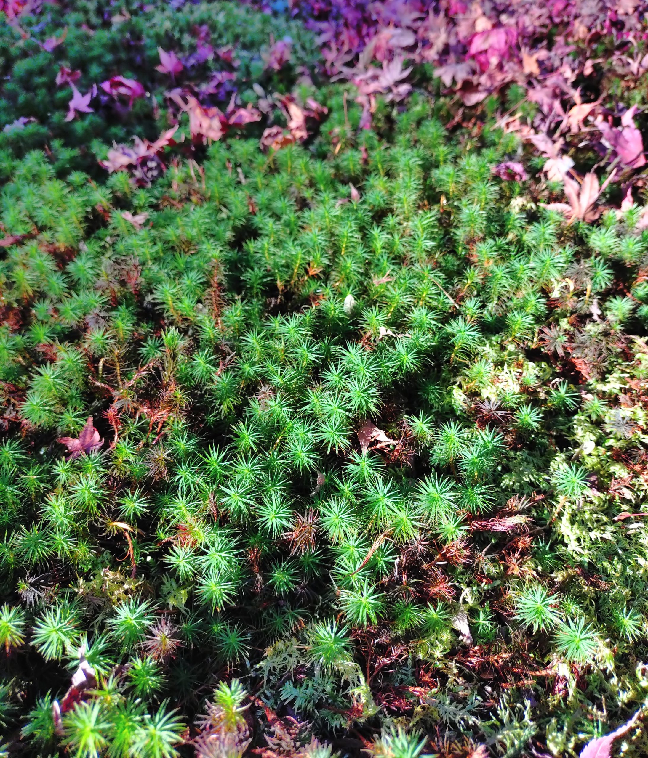 京都 紅葉 しょうざんリゾート 2025年11月30日 今小路 あま宮