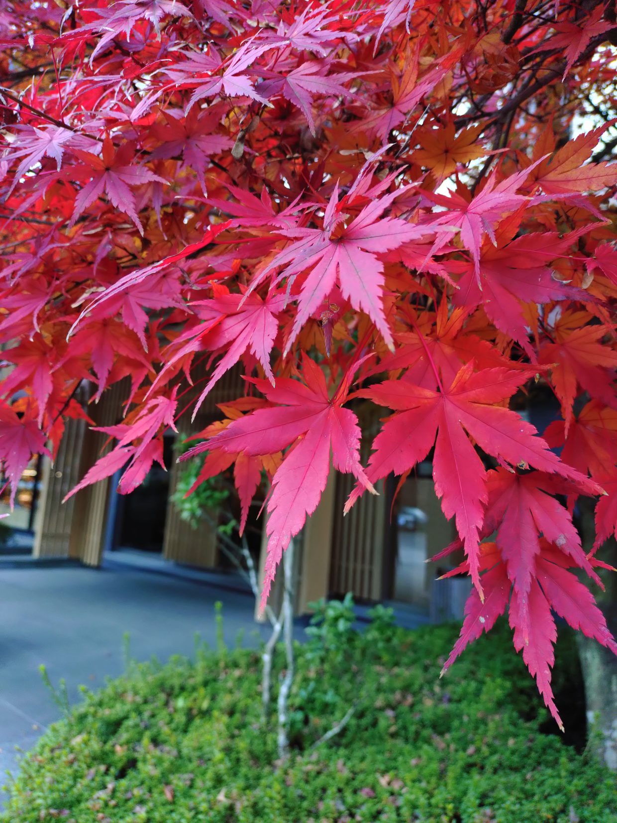 京都　紅葉　しょうざんリゾート　2025年11月30日　今小路 あま宮　