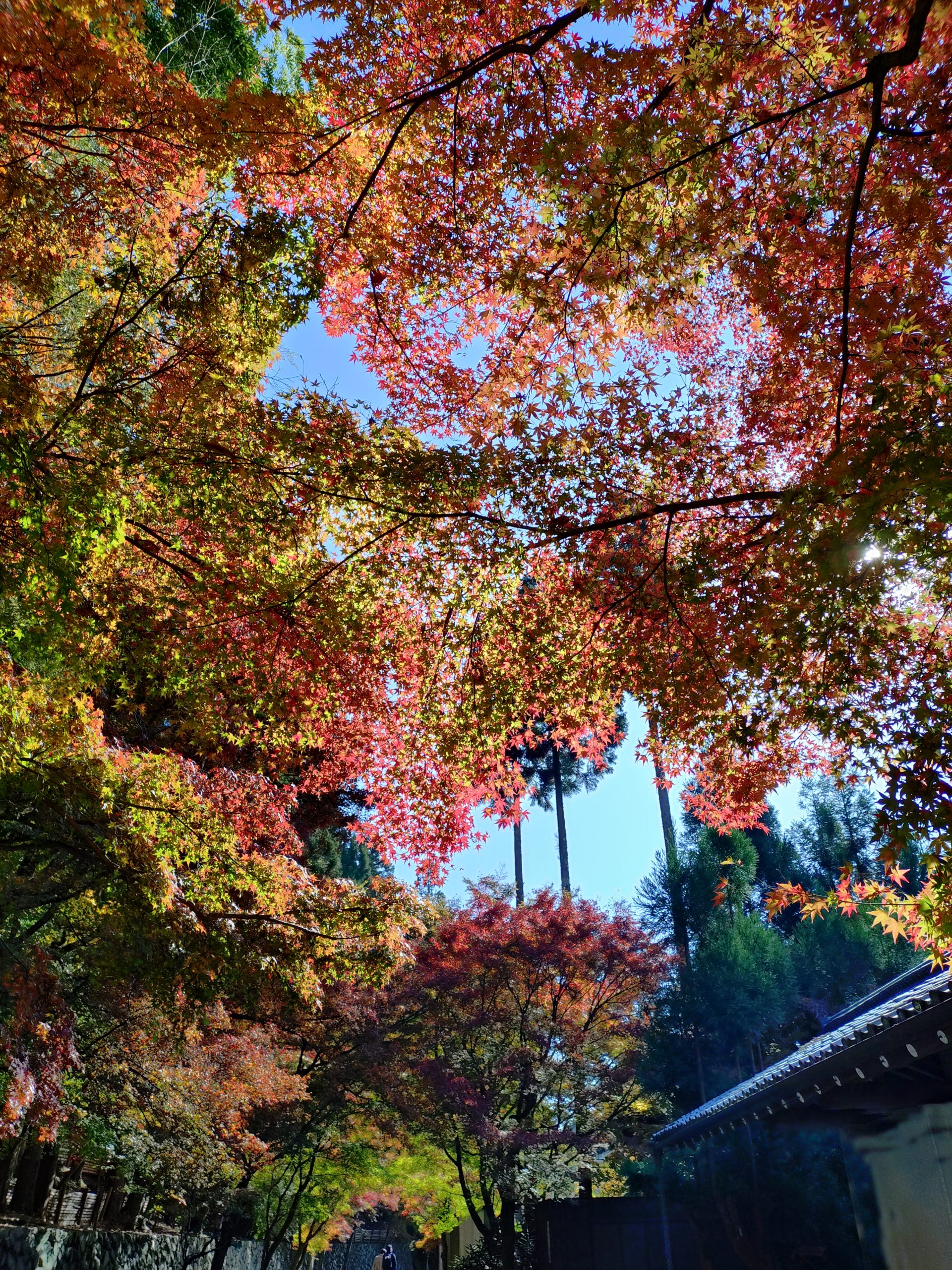 京都 紅葉 しょうざんリゾート 2025年11月30日 今小路 あま宮