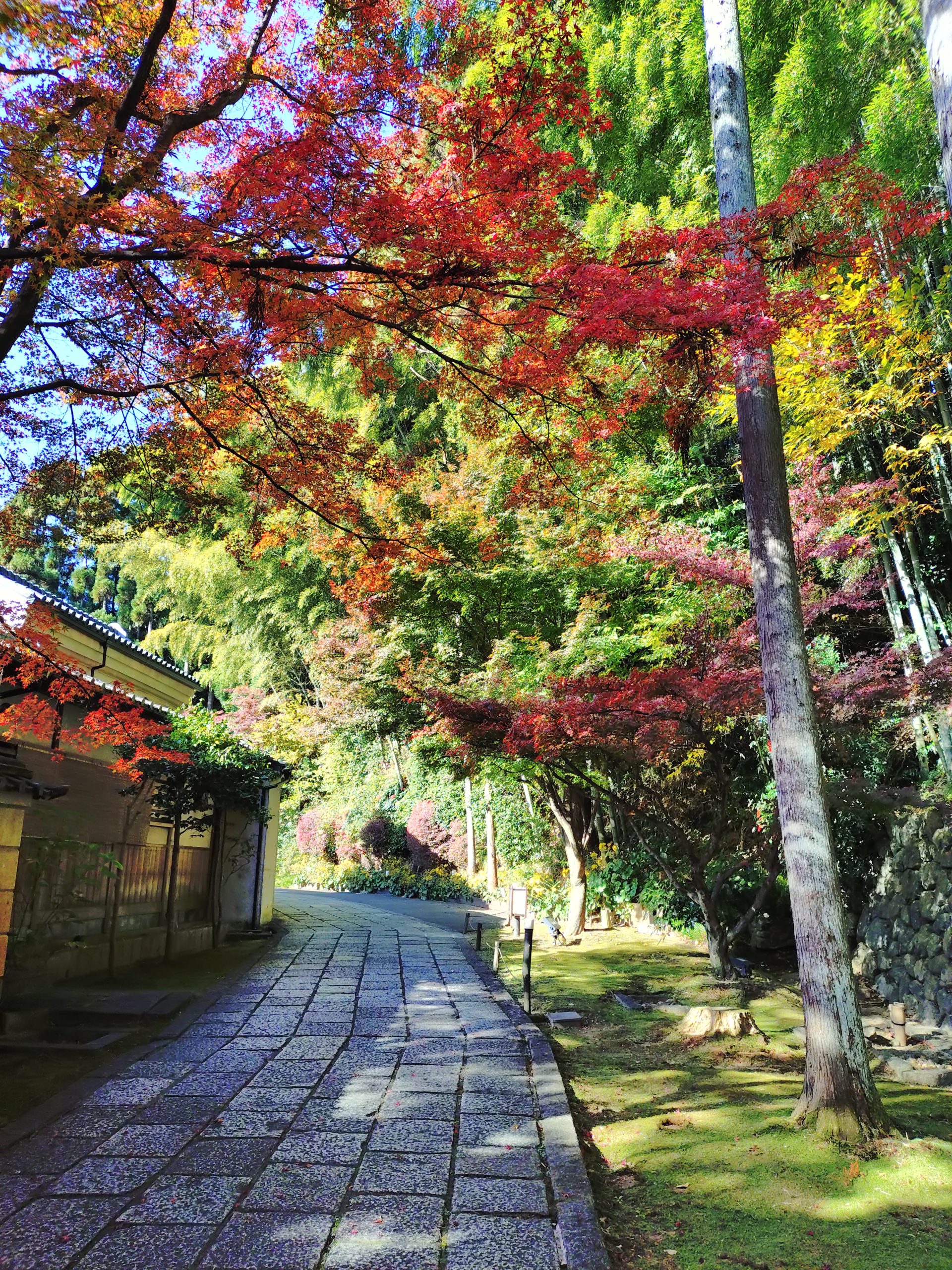 京都 紅葉 しょうざんリゾート 2025年11月30日 今小路 あま宮