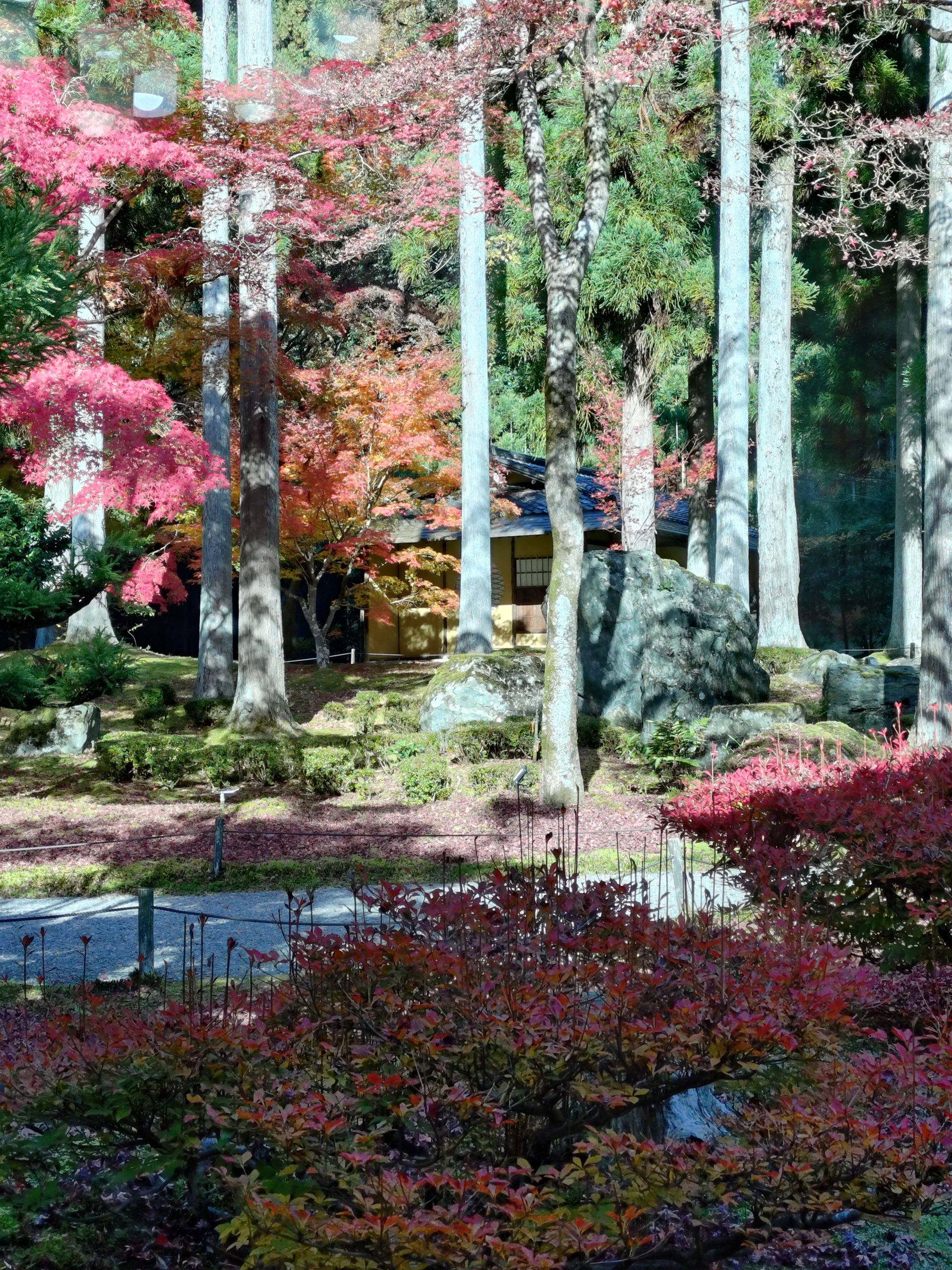 京都 紅葉 しょうざんリゾート 2025年11月30日 今小路 あま宮