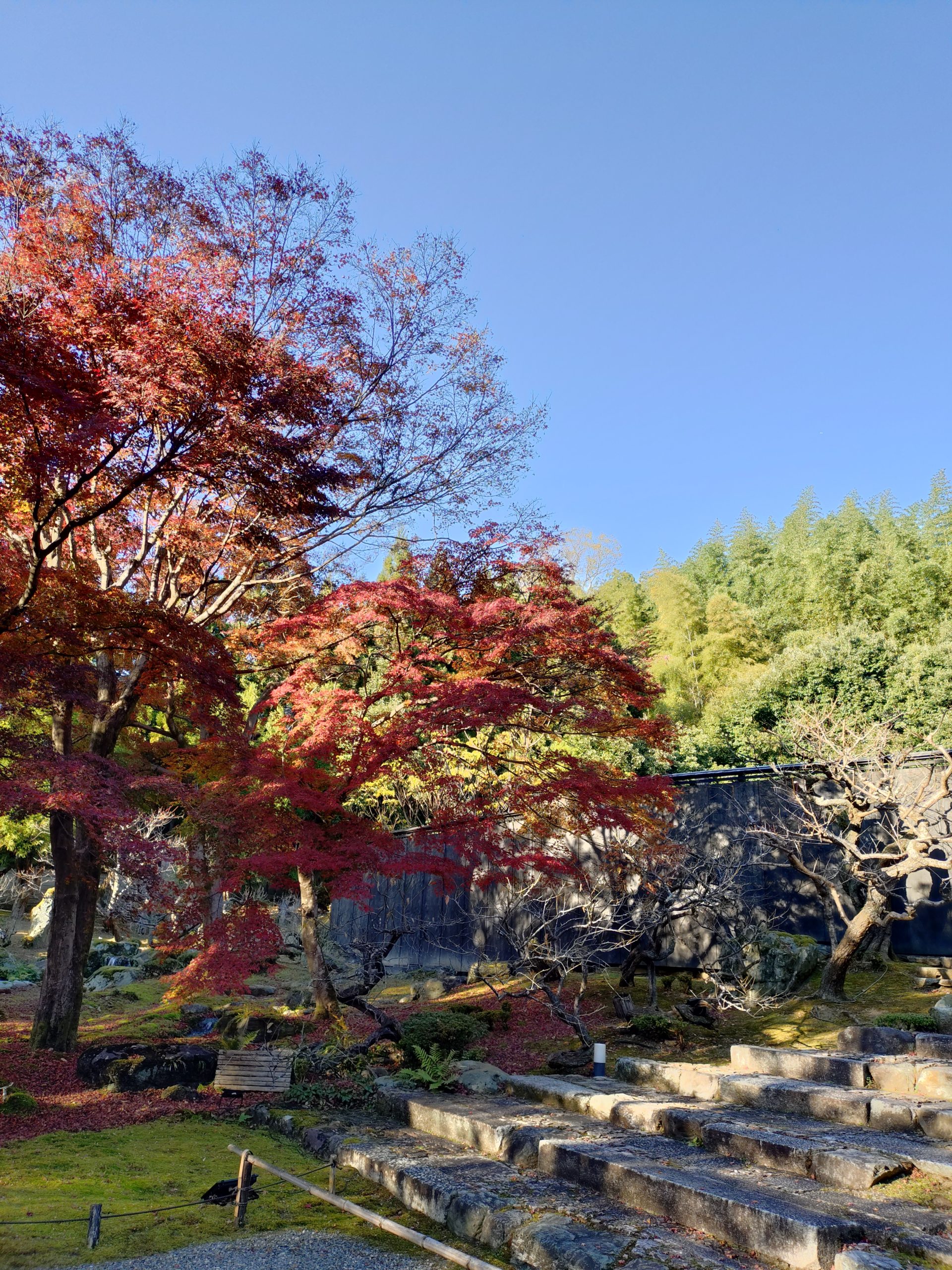 京都 紅葉 しょうざんリゾート 2025年11月30日 今小路 あま宮