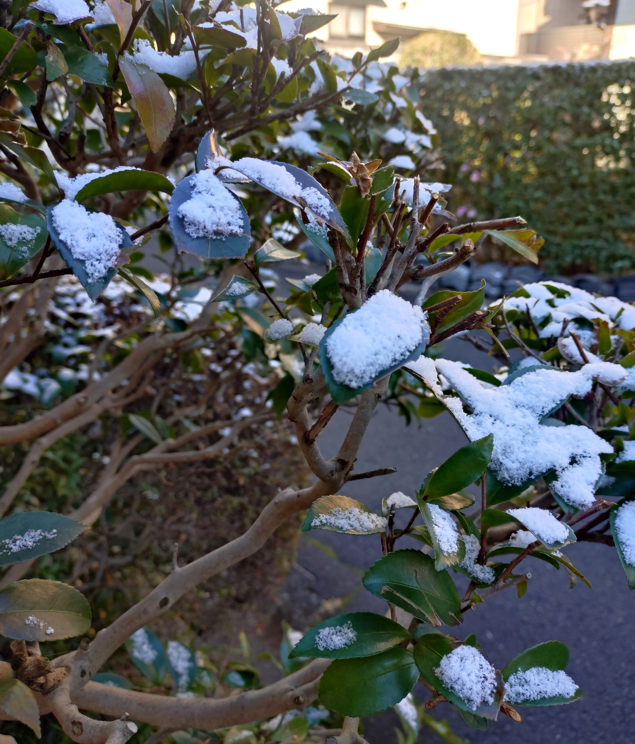 京都　2026年1月21日　玄関前　雪持ち　今小路 あま宮　