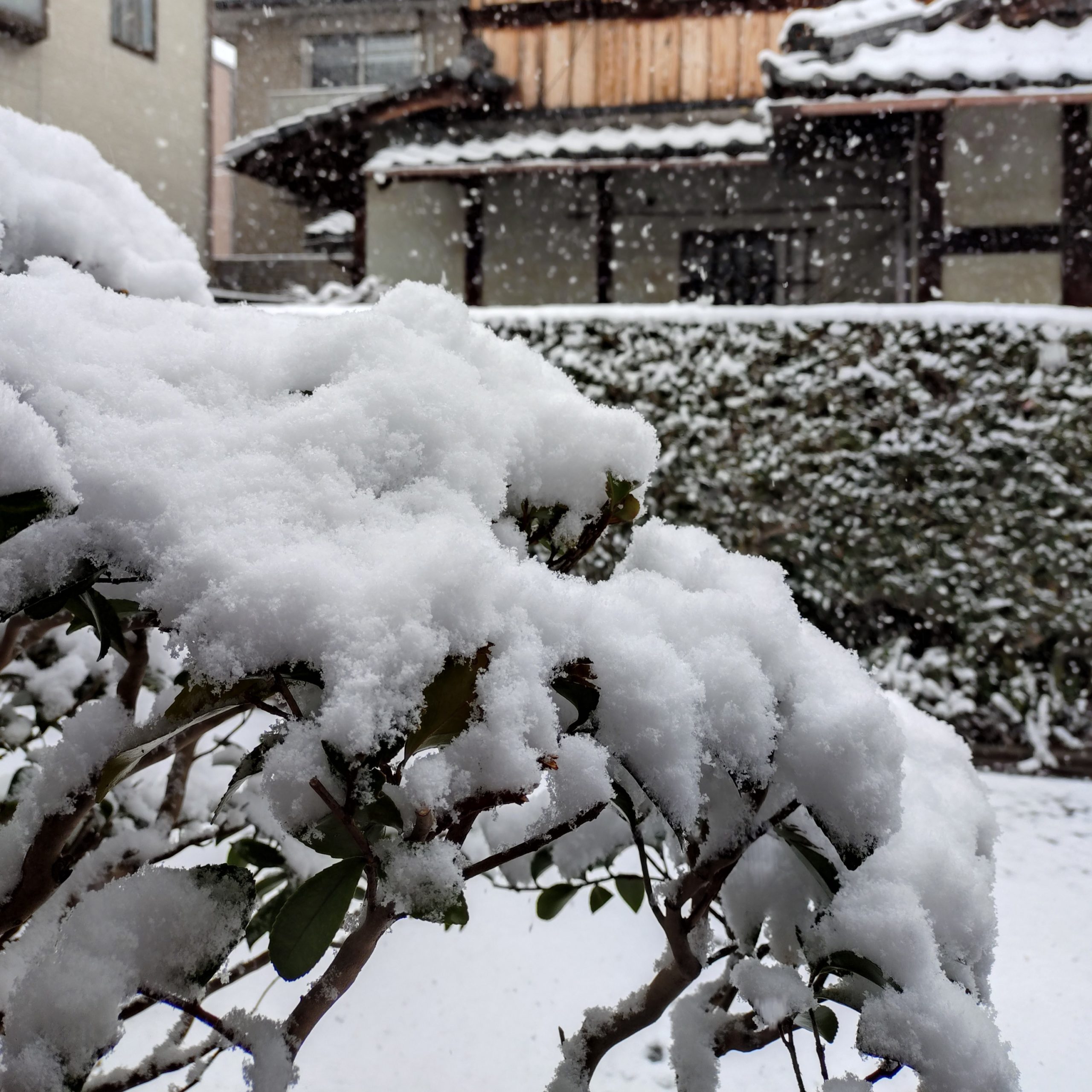 京都 雪景色 今小路 あま宮 2026年2月8日