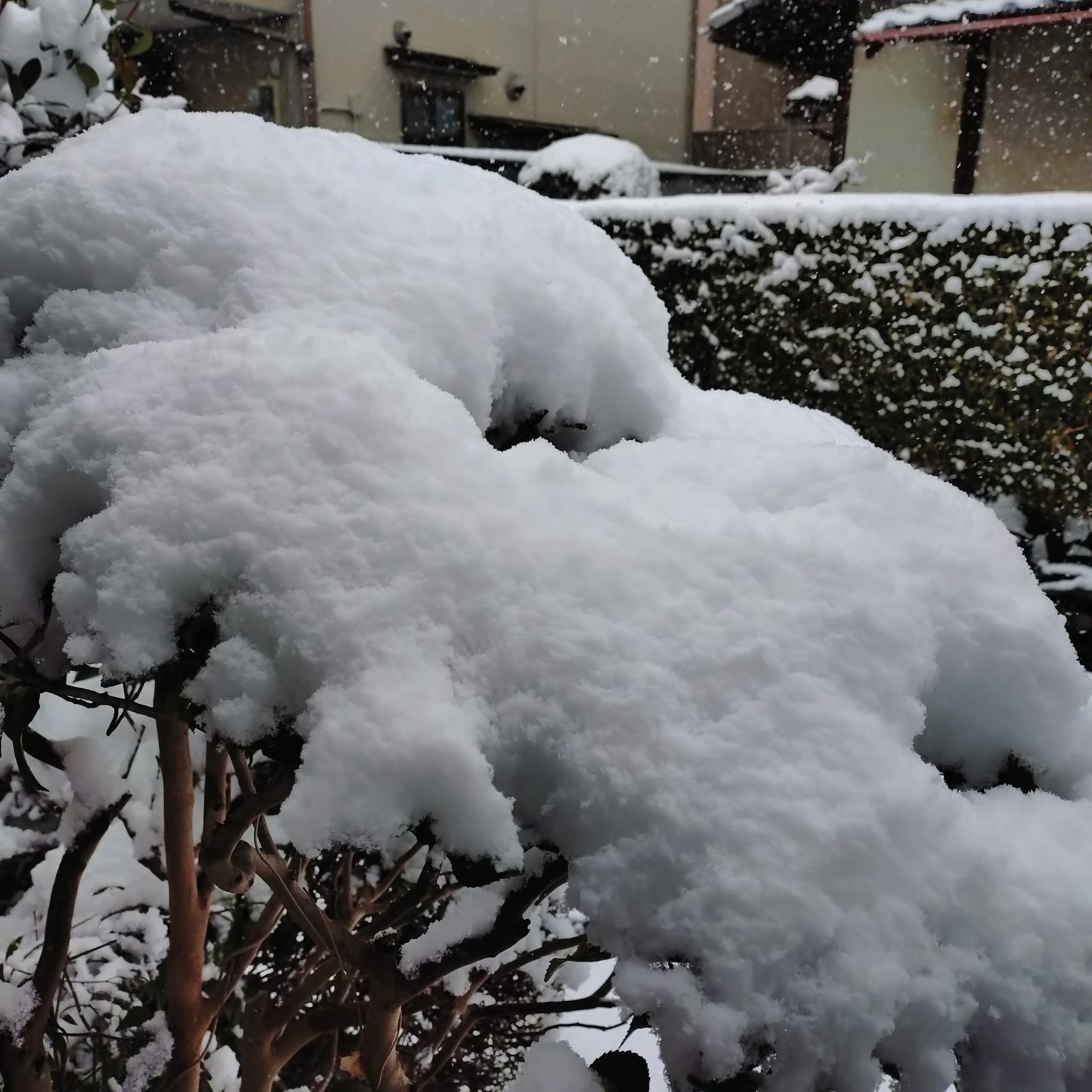 京都 雪景色 今小路 あま宮 2026年2月8日