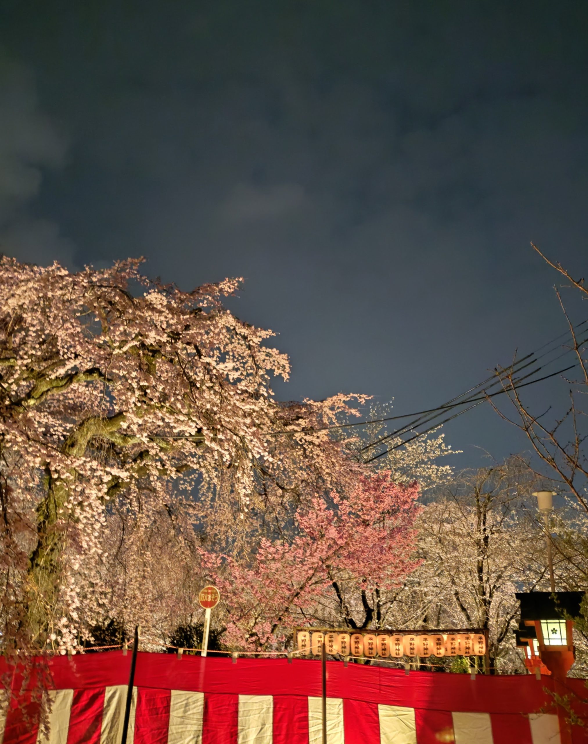 京都 桜 平野神社 今小路 あま宮 通勤道 2026年3月28日 夜桜