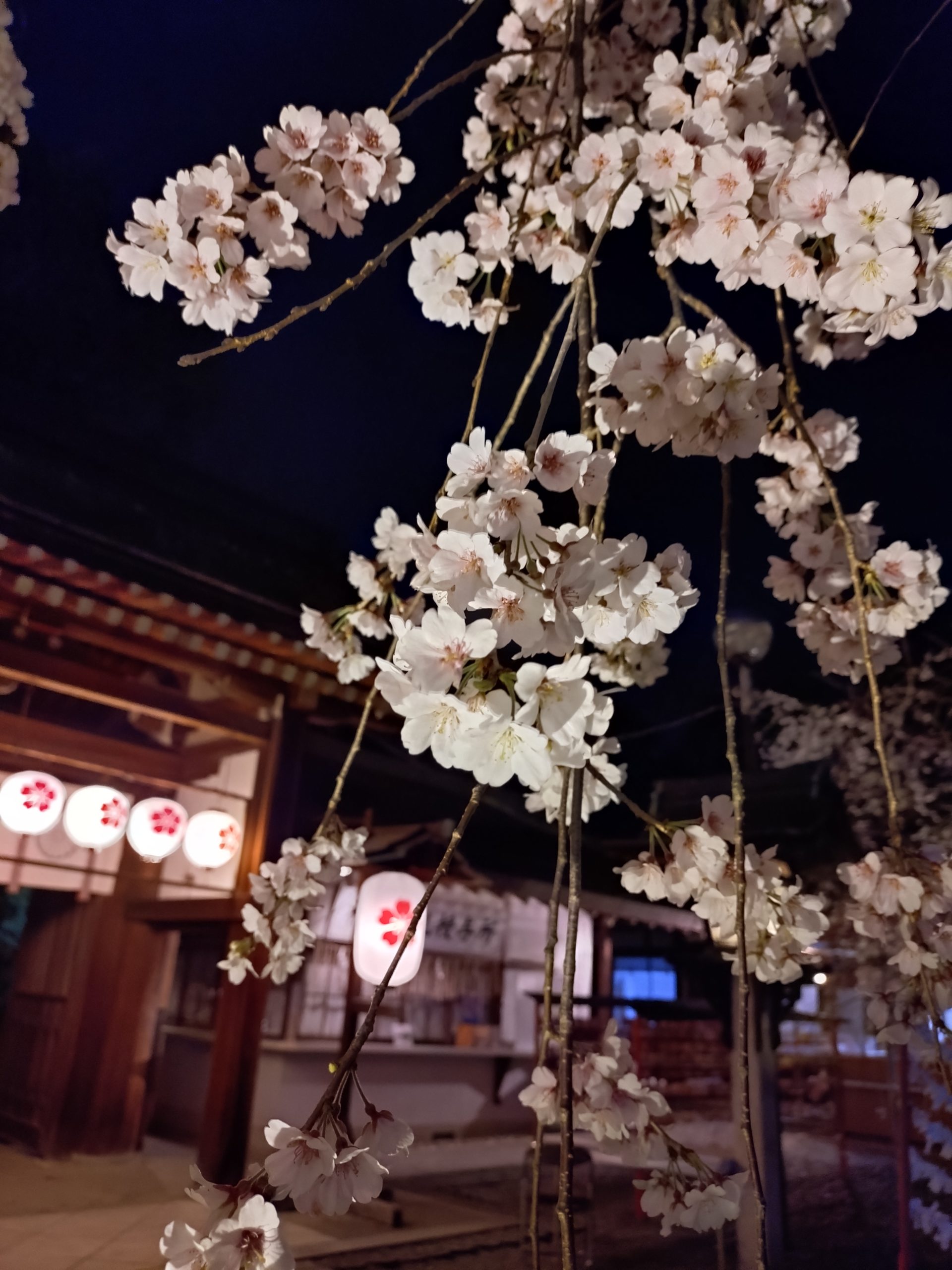 京都 桜 平野神社 今小路 あま宮 通勤道 2026年3月28日 夜桜