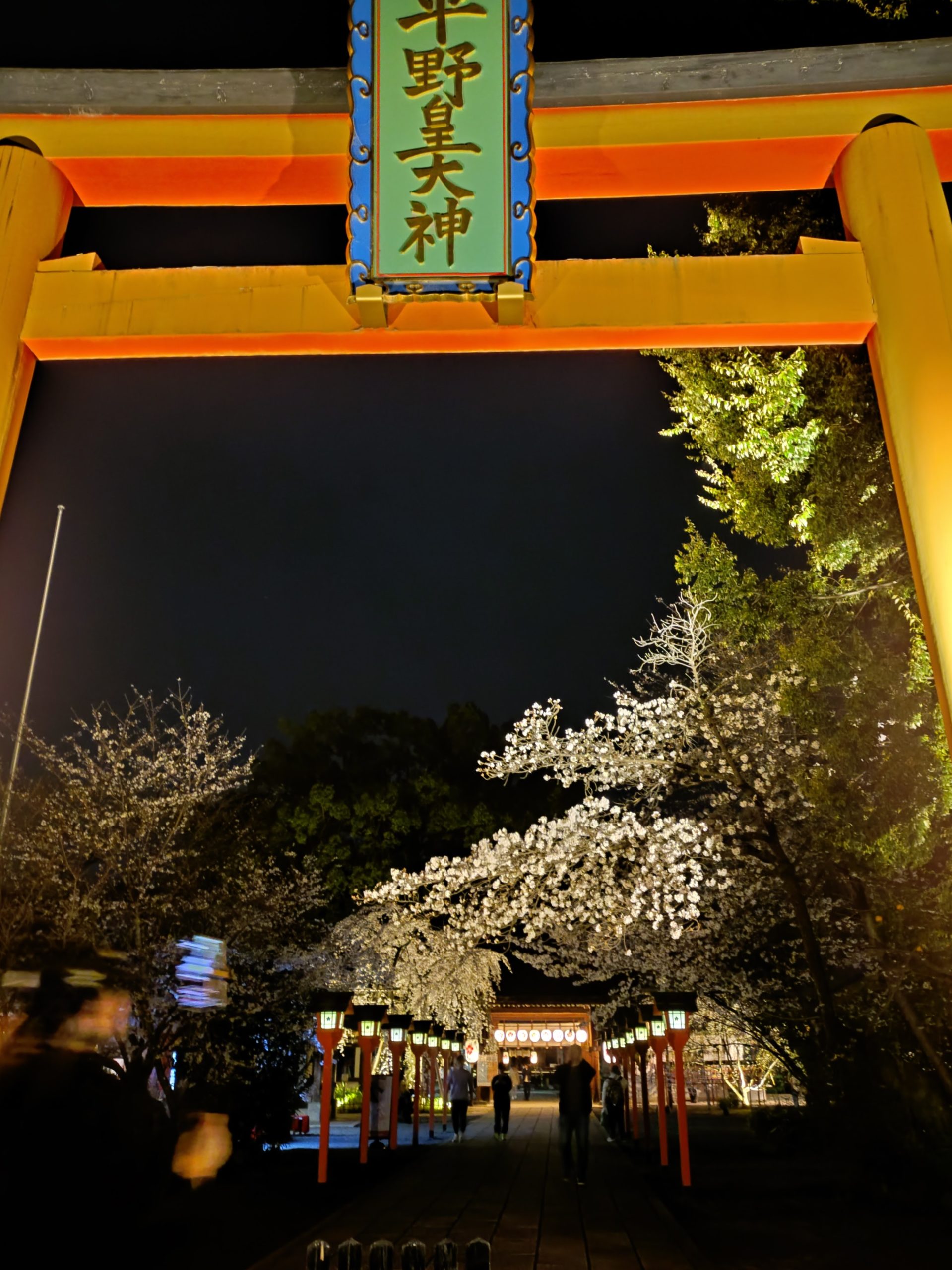 京都 桜 平野神社 今小路 あま宮 通勤道 2026年3月28日 夜桜