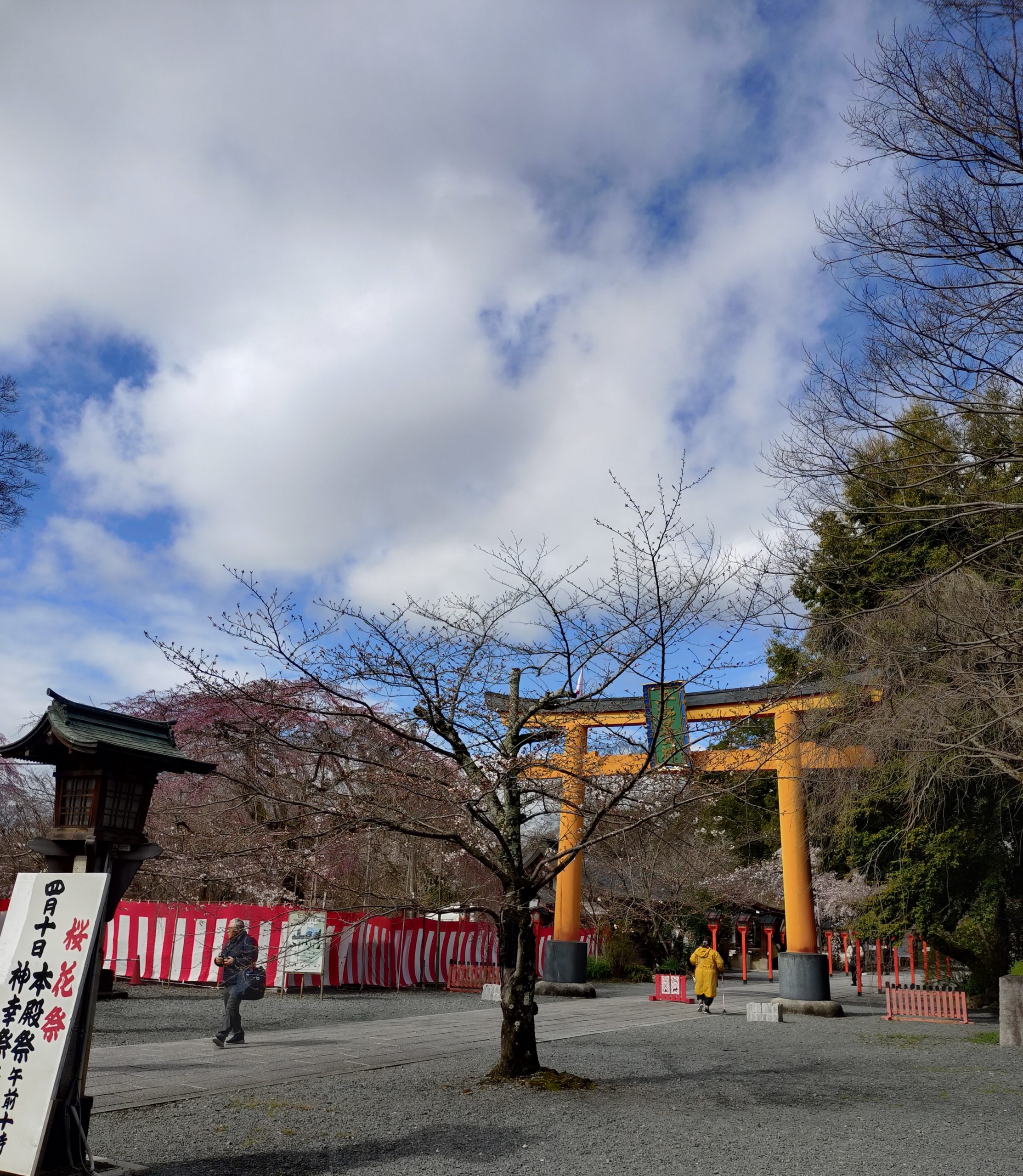京都 桜 平野神社 今小路 あま宮 通勤道 2026年3月26日