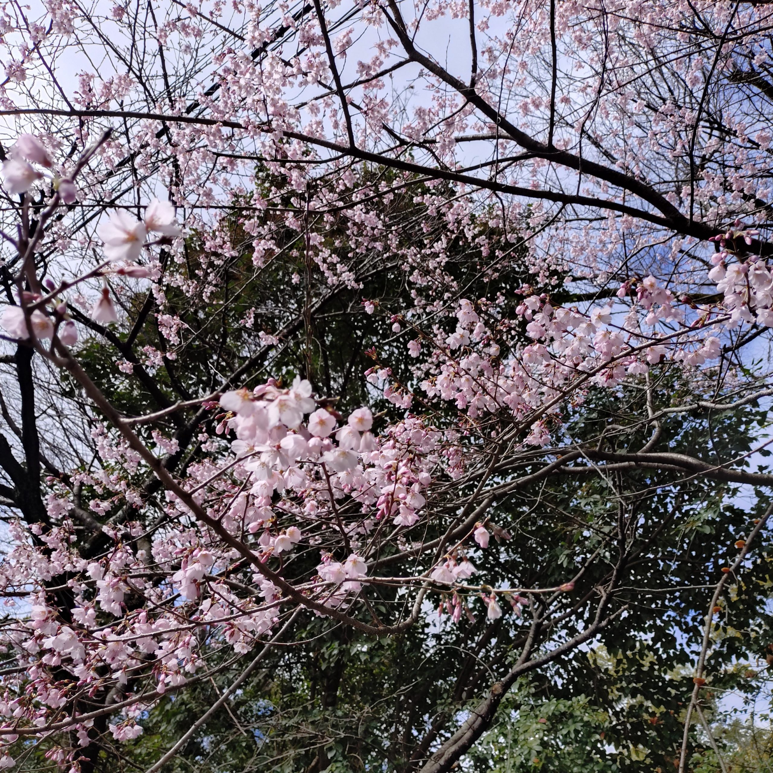 京都 桜 平野神社 今小路 あま宮 通勤道 2026年3月26日