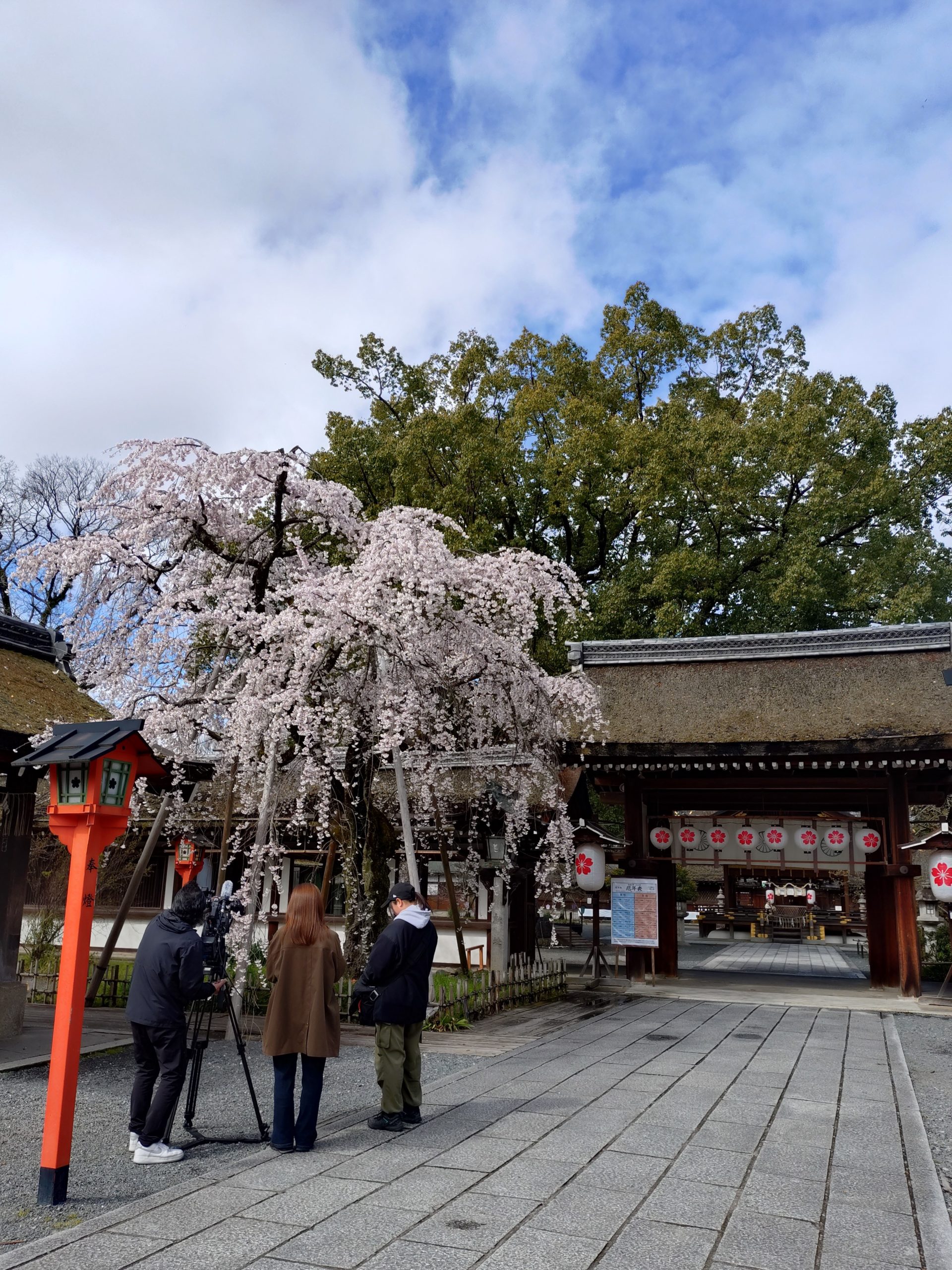 京都 桜 平野神社 今小路 あま宮 通勤道 2026年3月26日
